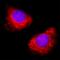 SPARC antibody, AF942, R&D Systems, Immunofluorescence image 