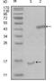 Presenilin Associated Rhomboid Like antibody, MA5-15428, Invitrogen Antibodies, Western Blot image 