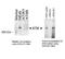 ATM Serine/Threonine Kinase antibody, MA1-23152, Invitrogen Antibodies, Immunoprecipitation image 