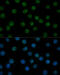 General Transcription Factor IIB antibody, 16-857, ProSci, Immunofluorescence image 