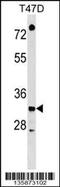 Ts Translation Elongation Factor, Mitochondrial antibody, 58-794, ProSci, Western Blot image 