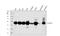 Flotillin 2 antibody, PB9623, Boster Biological Technology, Western Blot image 