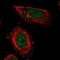 Mediator Complex Subunit 13L antibody, NBP1-89612, Novus Biologicals, Immunofluorescence image 