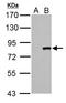 Cullin 3 antibody, LS-B12457, Lifespan Biosciences, Western Blot image 