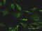 TXK Tyrosine Kinase antibody, LS-C198387, Lifespan Biosciences, Immunofluorescence image 
