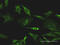 Tyrosine-protein kinase TXK antibody, LS-C198387, Lifespan Biosciences, Immunofluorescence image 