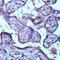 TIMP Metallopeptidase Inhibitor 3 antibody, PA1-38778, Invitrogen Antibodies, Immunohistochemistry frozen image 