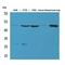 GDP Dissociation Inhibitor 2 antibody, LS-C387081, Lifespan Biosciences, Western Blot image 