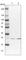 Zinc Ribbon Domain Containing 2 antibody, HPA039789, Atlas Antibodies, Western Blot image 