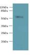 Oxidative Stress Induced Growth Inhibitor Family Member 2 antibody, LS-C380383, Lifespan Biosciences, Western Blot image 