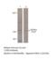 Guanylate Cyclase 2F, Retinal antibody, MBS540094, MyBioSource, Western Blot image 