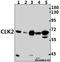 Dual specificity protein kinase CLK2 antibody, A05206-1, Boster Biological Technology, Western Blot image 