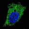 Microtubule Associated Protein 1 Light Chain 3 Alpha antibody, abx029971, Abbexa, Immunofluorescence image 