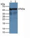 Enolase 2 antibody, abx131861, Abbexa, Western Blot image 