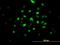 Survival Motor Neuron Domain Containing 1 antibody, H00010285-B01P, Novus Biologicals, Immunocytochemistry image 