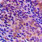 Ras Related GTP Binding A antibody, LS-C358852, Lifespan Biosciences, Immunohistochemistry frozen image 