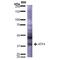 ATF4 antibody, MA5-27721, Invitrogen Antibodies, Western Blot image 