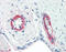 Coagulation Factor VIII antibody, 49-014, ProSci, Immunohistochemistry frozen image 