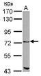 Zinc Finger With KRAB And SCAN Domains 1 antibody, NBP2-20958, Novus Biologicals, Western Blot image 