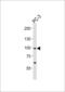 SREBF Chaperone antibody, MBS9212903, MyBioSource, Western Blot image 