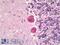 ERK8 antibody, LS-B6317, Lifespan Biosciences, Immunohistochemistry frozen image 