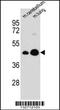 Integral Membrane Protein 2B antibody, 56-894, ProSci, Western Blot image 
