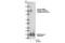 Glutamate Ionotropic Receptor AMPA Type Subunit 2 antibody, 3921S, Cell Signaling Technology, Western Blot image 