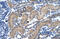 Transcription Factor 7 antibody, ARP34782_P050, Aviva Systems Biology, Immunohistochemistry frozen image 