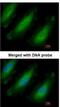 Ribosomal Protein L13a antibody, NBP1-32710, Novus Biologicals, Immunofluorescence image 
