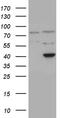 Apolipoprotein B MRNA Editing Enzyme Catalytic Polypeptide Like 4 antibody, TA810779, Origene, Western Blot image 