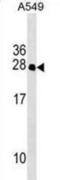 Intraflagellar transport protein 27 homolog antibody, abx029916, Abbexa, Western Blot image 