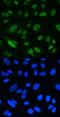 MutS Homolog 2 antibody, PB9284, Boster Biological Technology, Immunofluorescence image 