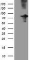 Oxysterol Binding Protein Like 11 antibody, TA501976S, Origene, Western Blot image 