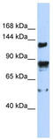 Transient receptor potential cation channel subfamily M member 4 antibody, TA338581, Origene, Western Blot image 