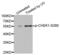 Checkpoint Kinase 1 antibody, abx000106, Abbexa, Western Blot image 