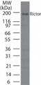 RPTOR Independent Companion Of MTOR Complex 2 antibody, NB100-56427, Novus Biologicals, Western Blot image 