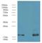 Protein Phosphatase 3 Regulatory Subunit B, Alpha antibody, LS-C376392, Lifespan Biosciences, Western Blot image 