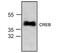 CAMP Responsive Element Binding Protein 1 antibody, NBP1-45493, Novus Biologicals, Western Blot image 