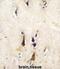 Beta-Secretase 1 antibody, abx033674, Abbexa, Immunohistochemistry frozen image 