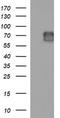 Mucosal addressin cell adhesion molecule 1 antibody, TA506906S, Origene, Western Blot image 