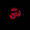 Cytochrome B5 Type A antibody, LS-C352075, Lifespan Biosciences, Immunofluorescence image 