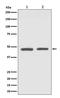 GATA Binding Protein 3 antibody, M00593, Boster Biological Technology, Western Blot image 