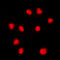 Forkhead Box C1 antibody, LS-C354239, Lifespan Biosciences, Immunofluorescence image 