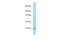 Cytochrome C Oxidase Subunit 6A1 antibody, PA5-69141, Invitrogen Antibodies, Western Blot image 