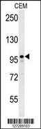 Microtubule-associated protein 1S antibody, 62-044, ProSci, Western Blot image 