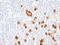 Fucosyltransferase 9 antibody, MBS439578, MyBioSource, Immunohistochemistry paraffin image 