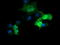 Parvin Alpha antibody, LS-C174630, Lifespan Biosciences, Immunofluorescence image 