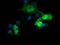 Matrix-remodeling-associated protein 2 antibody, LS-C174630, Lifespan Biosciences, Immunofluorescence image 