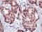 Forkhead Box A1 antibody, PA5-32411, Invitrogen Antibodies, Immunohistochemistry frozen image 