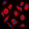 NAD(P)HX Epimerase antibody, LS-C353628, Lifespan Biosciences, Immunofluorescence image 